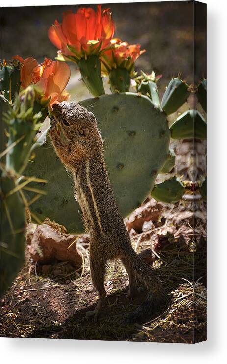 Antelope Ground Squirrel Canvas Print featuring the photograph Prickly Lunch by Saija Lehtonen