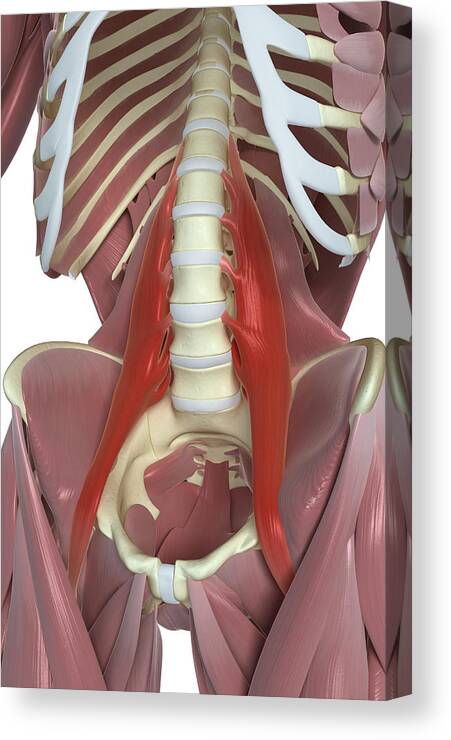 Vertical Canvas Print featuring the photograph Psoas Major by MedicalRF.com Vertical Canvas Print featuring the photograph Psoas Major by MedicalRF.com