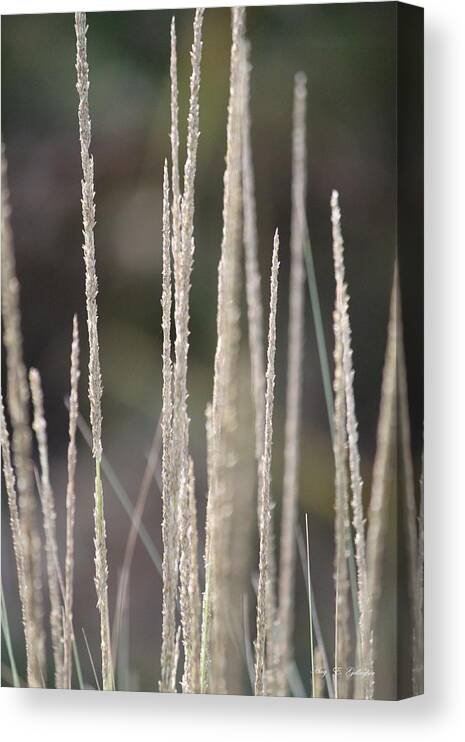 Grass Canvas Print featuring the photograph Pure by Amy Gallagher
