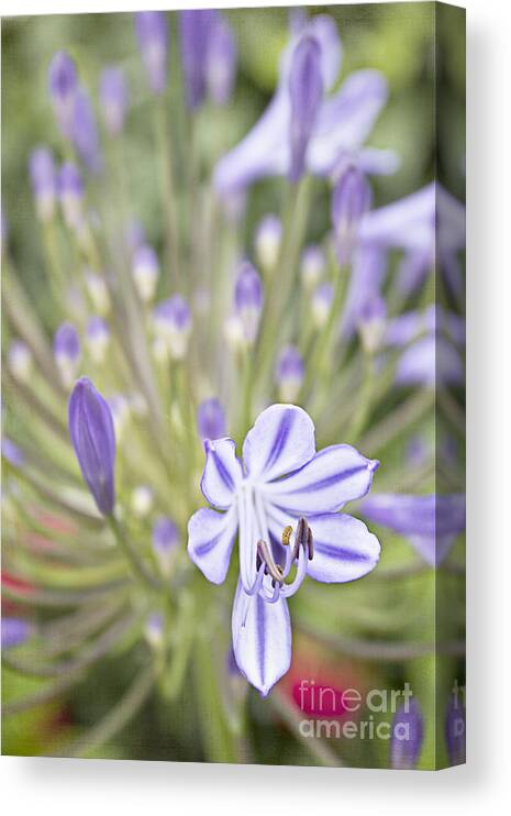 Flower Canvas Print featuring the photograph Purple Burst by Diane Enright