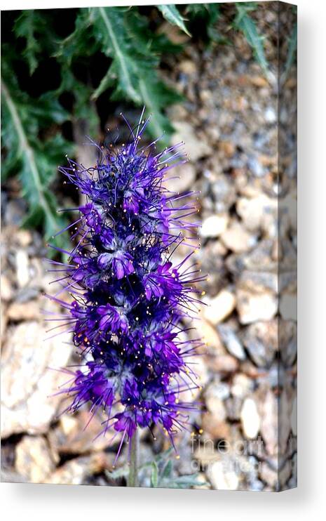 Wildflowers Canvas Print featuring the photograph Purple Reign by Dorrene BrownButterfield