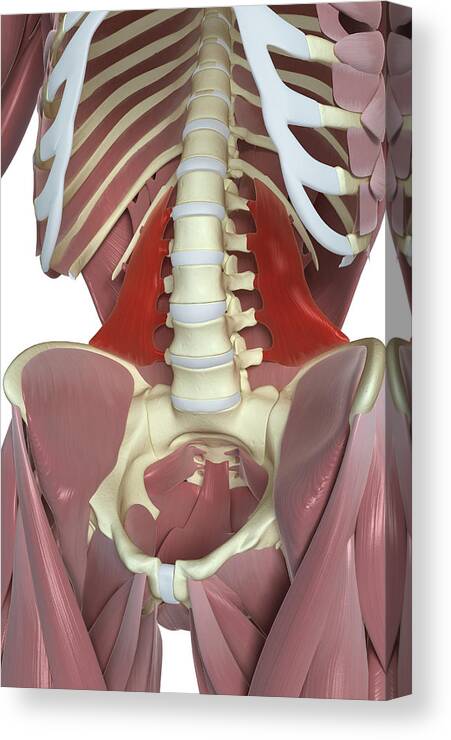 Vertical Canvas Print featuring the photograph Quadratus Lumborum by MedicalRF.com