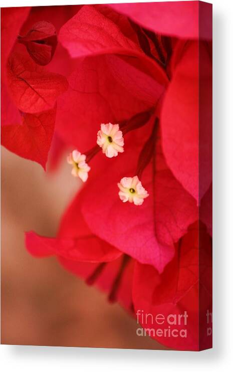 Bougenvilla Canvas Print featuring the photograph Radish Red by Julie Lueders 