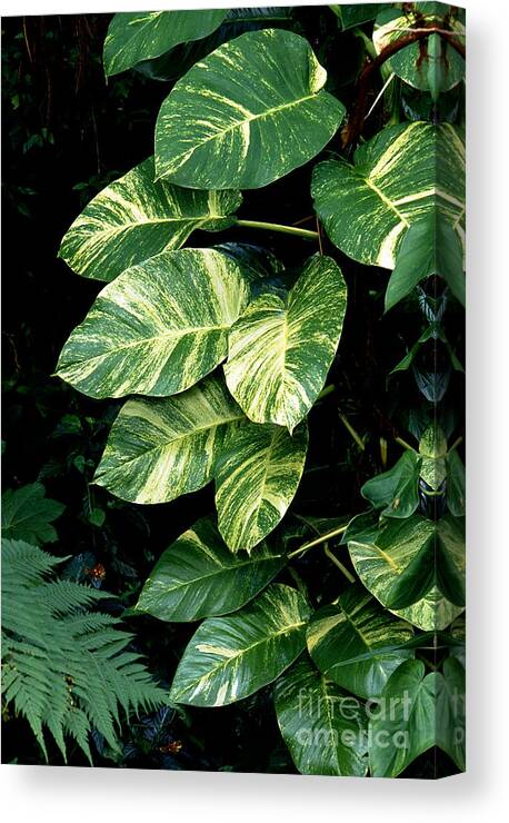 Puerto Rico Canvas Print featuring the photograph Rainforest Green by Thomas R Fletcher