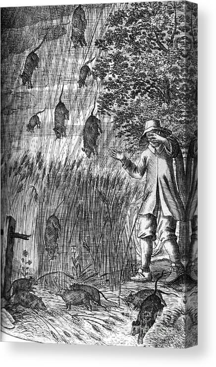 Science Canvas Print featuring the photograph Raining Rats, 1680 by Science Source