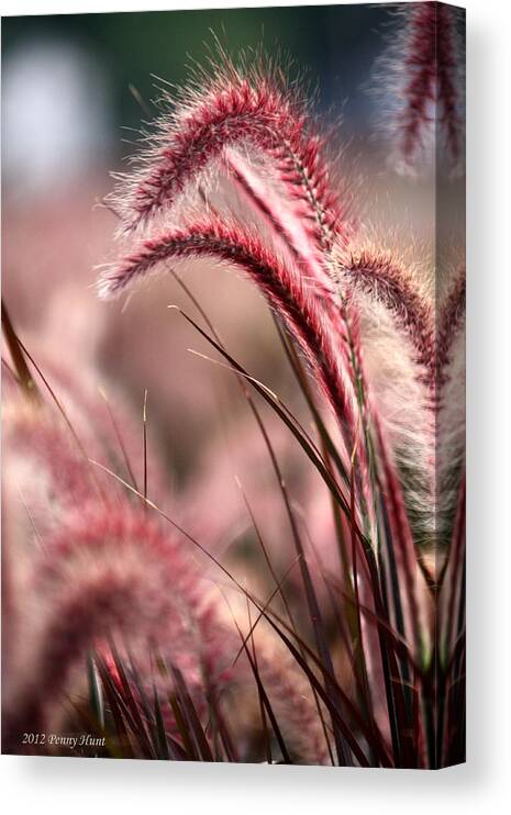 Ornamental Grass Canvas Print featuring the photograph Raspberries with Whip Cream by Penny Hunt