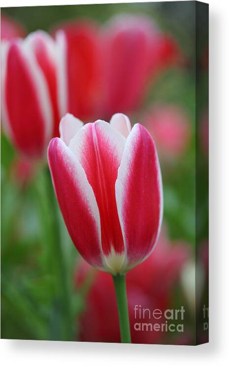 Red Canvas Print featuring the photograph Red and white tulips by Nicholas Burningham
