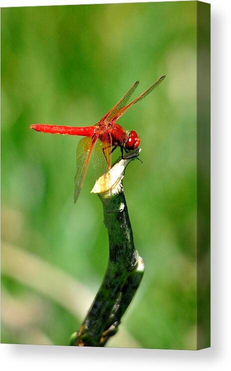 Bug Canvas Print featuring the photograph Red Dragonfly Exam by Roy Williams