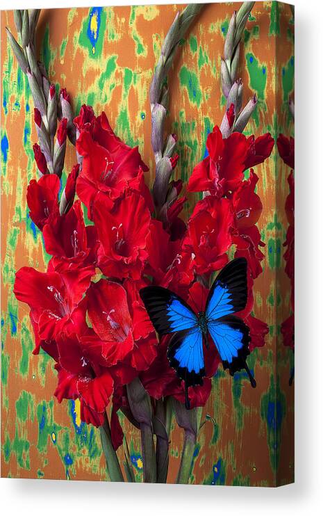 Red Canvas Print featuring the photograph Red Gladiolus and blue butterfly by Garry Gay