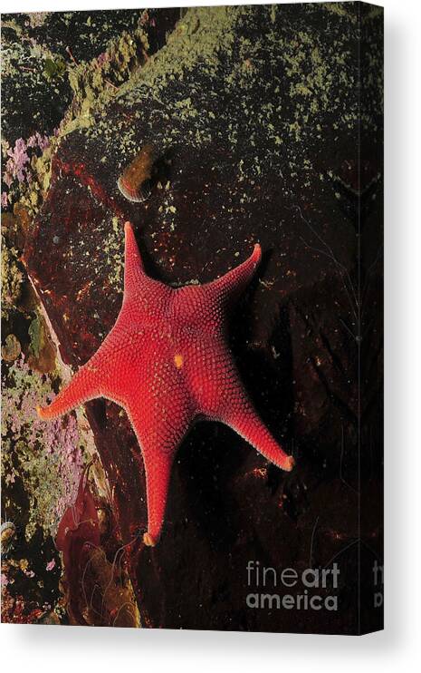 Antarctica Canvas Print featuring the photograph Red Sea Star And Limpet On Brown Rock by Mathieu Meur