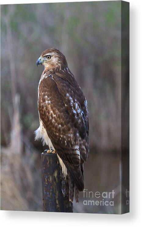 Red Tailed Canvas Print featuring the photograph Red-tailed Hawk by Louise Heusinkveld