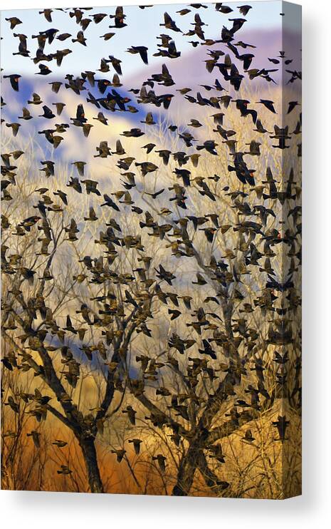 Birds Canvas Print featuring the photograph Red-winged Blackbirds at Sunset by Fred J Lord