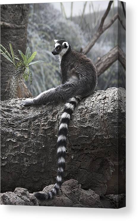 Lemur Canvas Print featuring the photograph Relaxing at Noon by Yosi Cupano