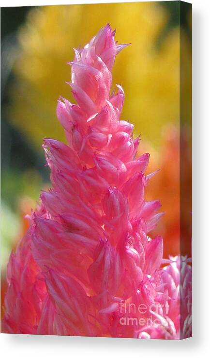 Flower Canvas Print featuring the photograph Resilent Photography by Holy Hands