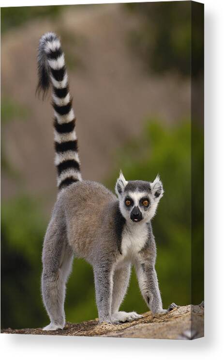 Mp Canvas Print featuring the photograph Ring-tailed Lemur Lemur Catta Portrait by Pete Oxford