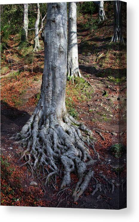 Root System Canvas Print featuring the photograph Rooted to the spot by Celine Pollard