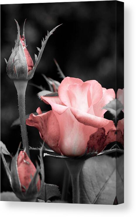 Selective Color Canvas Print featuring the photograph Roses in Pink and Gray by Michelle Joseph-Long