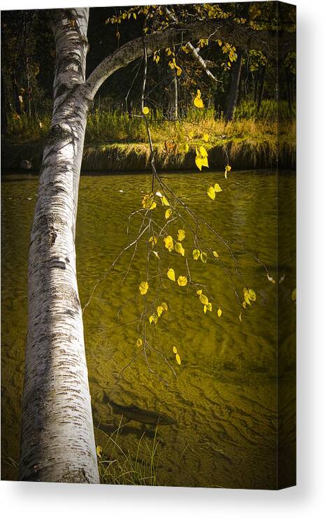 Art Canvas Print featuring the photograph Salmon during the Fall Migration in the Little Manistee River in Michigan No. 0887 by Randall Nyhof