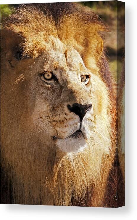 Lion Canvas Print featuring the photograph Sanctuary King by Donna Proctor