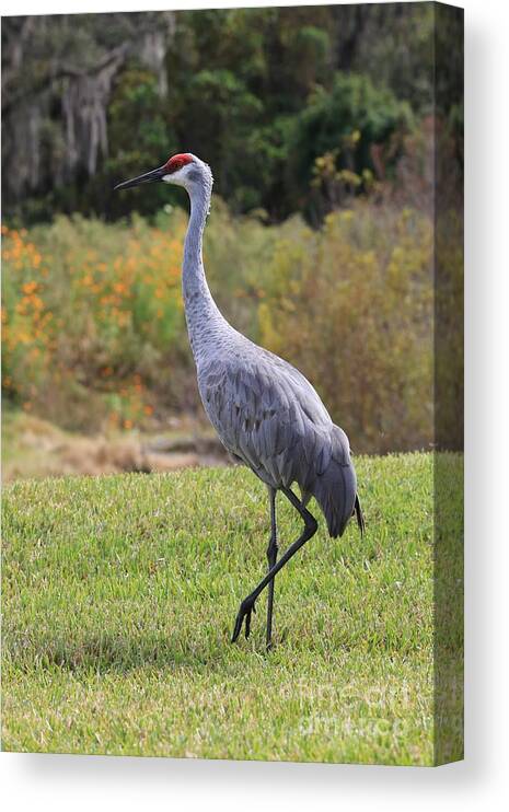 Sandhill Crane Canvas Print featuring the photograph Sandhill in the Grass with Wildflowers by Carol Groenen
