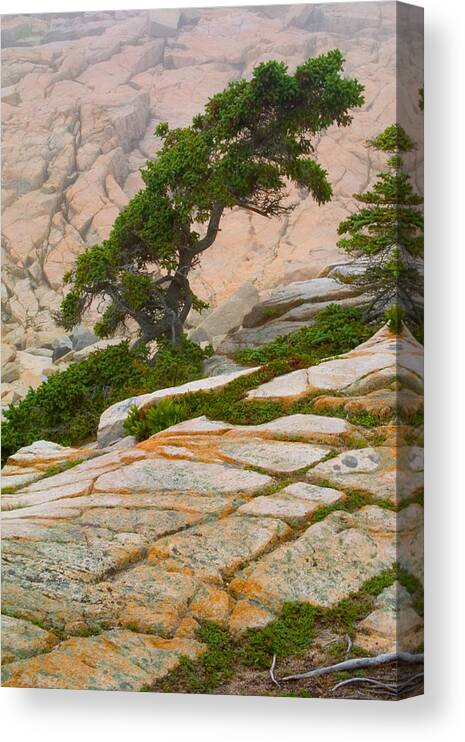 Pitch Pine Canvas Print featuring the photograph Schoodic cliffs by Brent L Ander