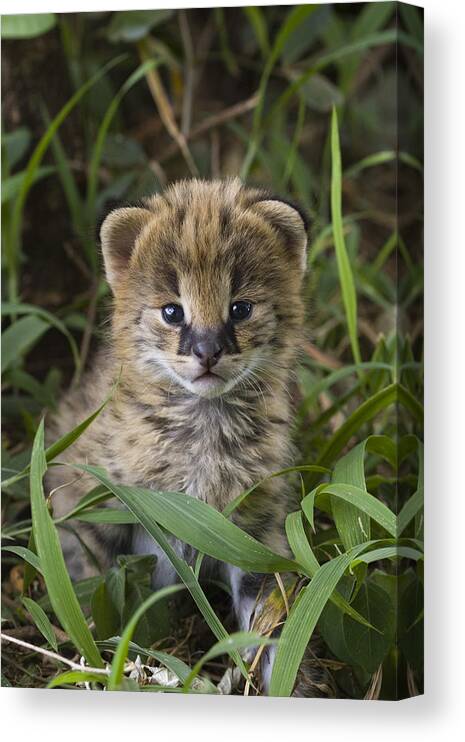 00761943 Canvas Print featuring the photograph Serval Kitten Its Ears Just Starting by Suzi Eszterhas