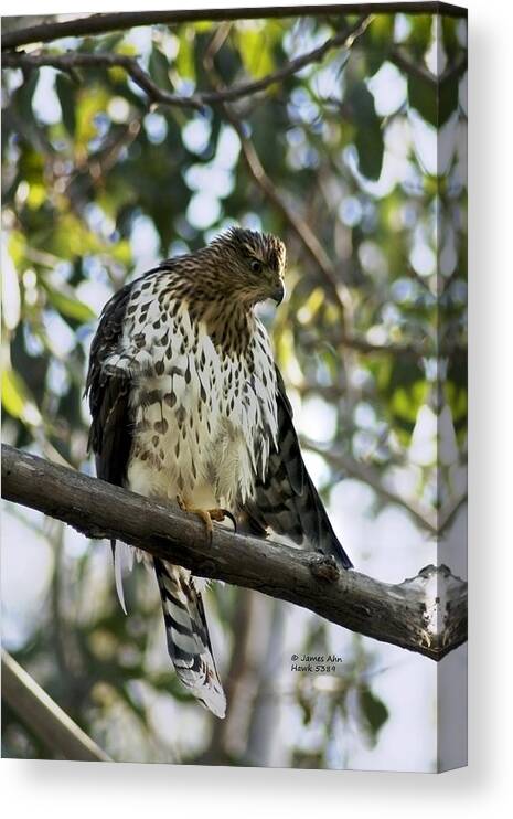 Sharp Shinned Hawk Canvas Print featuring the photograph Sharp Shinned Hawk - Winged Stare -5459 by James Ahn