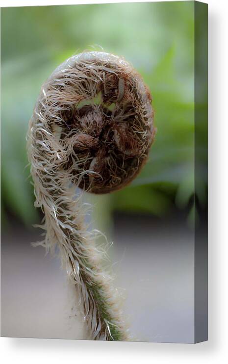 Nature Canvas Print featuring the photograph Single Frond by Carole Hinding