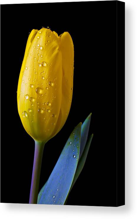 Single Yellow Canvas Print featuring the photograph Single Yellow Tulip by Garry Gay