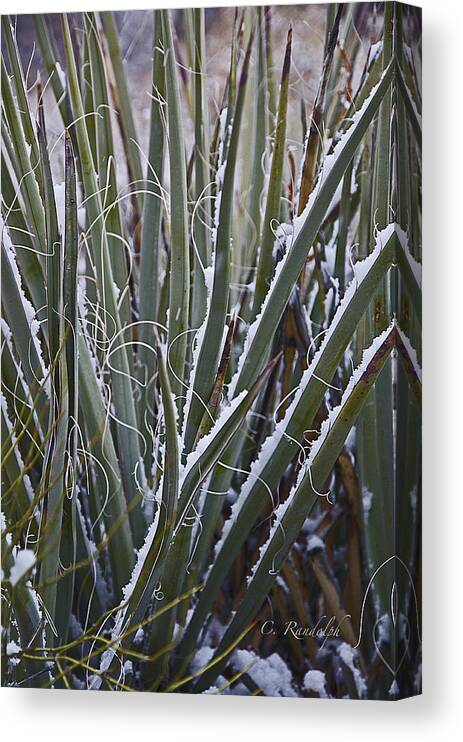 Yucca Canvas Print featuring the photograph Snow Blades by Cheri Randolph
