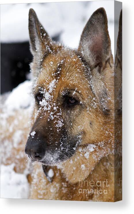 Thanh Tran Canvas Print featuring the photograph Snowball by Thanh Tran
