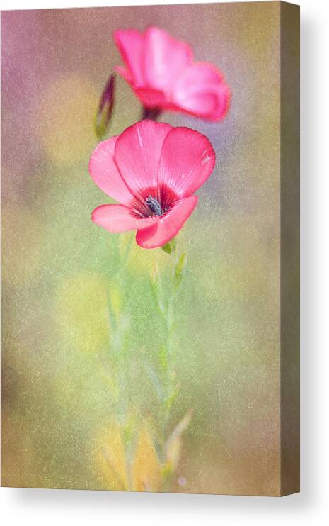 Wildflower Canvas Print featuring the photograph So Alive by Joel Olives