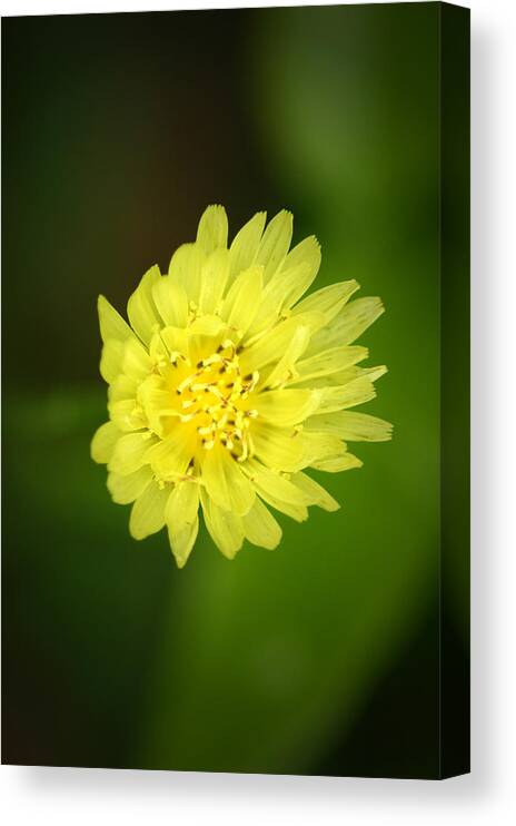 Flower Canvas Print featuring the photograph Solar Flare by David Weeks