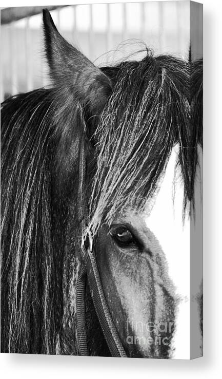 Horse Canvas Print featuring the photograph Soul Mate too by Traci Cottingham