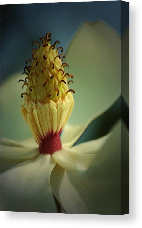 Magnolia Canvas Print featuring the photograph Southern Magnolia Flower by David Weeks