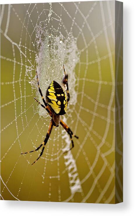 Spider Canvas Print featuring the photograph Spider Power by Sue Capuano