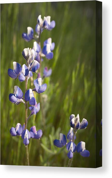 Flower Canvas Print featuring the photograph Spring Lupines by Priya Ghose