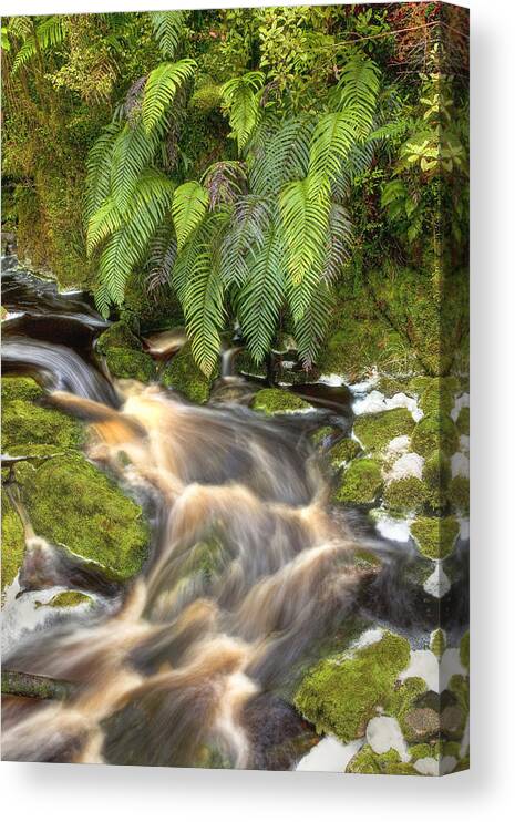 00441953 Canvas Print featuring the photograph Stream And Ferns Oparara Basin Arches by Colin Monteath