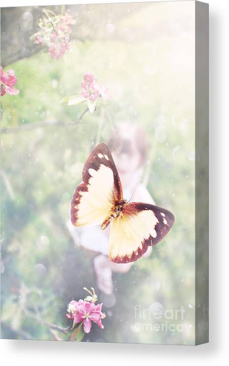 Butterfly Canvas Print featuring the photograph Summer Dreams by Stephanie Frey