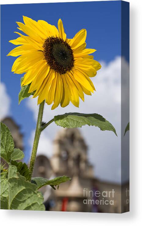 Sunflower Canvas Print featuring the photograph Sunflower in Balboa Park by Daniel Knighton