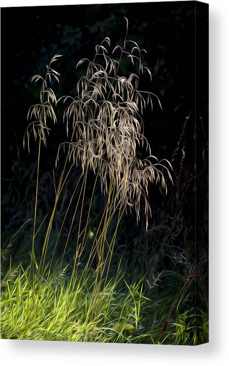 Clare Bambers Canvas Print featuring the photograph Sunlit Grasses. by Clare Bambers