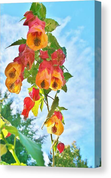 Flowers Canvas Print featuring the photograph Sunny Bells by Kelly Nicodemus-Miller
