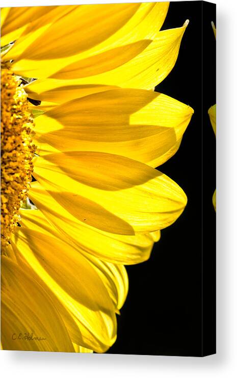 Flower Canvas Print featuring the photograph Sunny Glow by Christopher Holmes