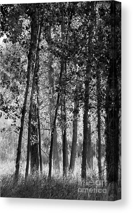 Trees Canvas Print featuring the photograph Sunrising on the trees by Yumi Johnson