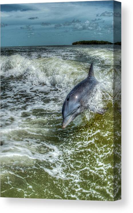 Dolphin Canvas Print featuring the photograph Surfing Dolphin by Nick Shirghio