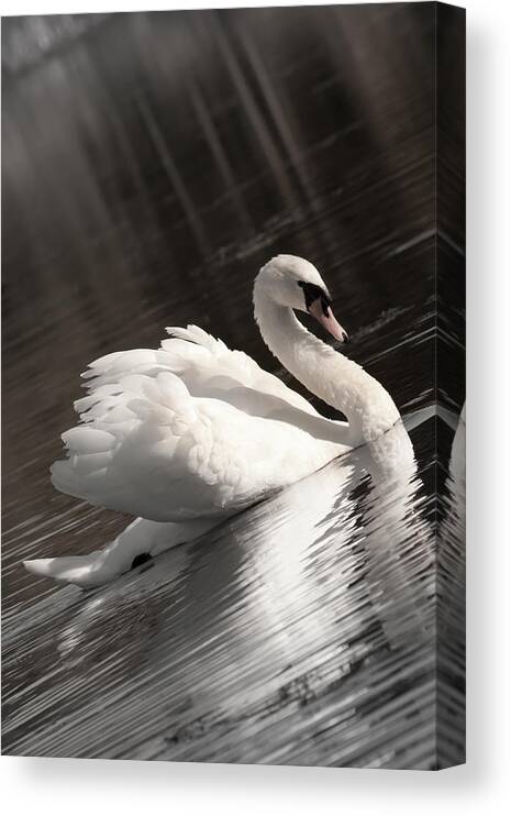 Swan Canvas Print featuring the photograph Swan 2 by Nan Schefcick