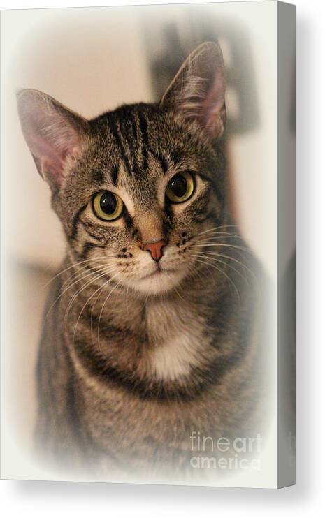 Tabby Cat Canvas Print featuring the photograph Tabby Cat by Kathy White