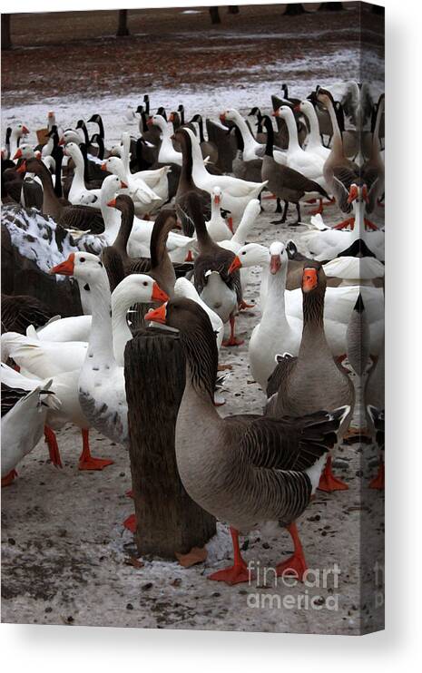 Geese Canvas Print featuring the photograph Take a Gander by Carol Groenen