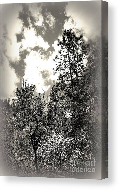 Tall Trees Canvas Print featuring the photograph Tall trees in Lake Shasta by Garnett Jaeger