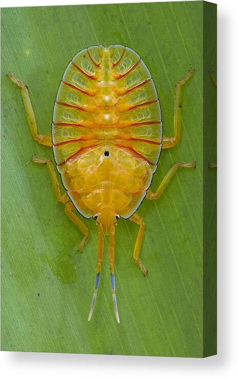 00477018 Canvas Print featuring the photograph Tessaratomid Nymph Papua New Guinea by Piotr Naskrecki